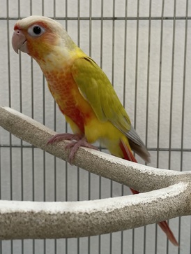 ウロコインコ(サンチーク)