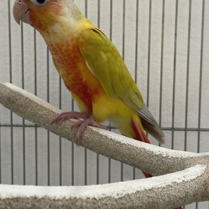 ウロコインコ(サンチーク)