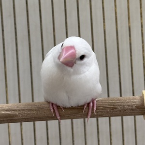 白文鳥(わんわんペットセンター)