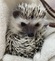 ハリネズミ(パイド)