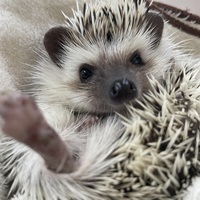 小動物