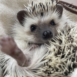 ハリネズミ(パイド)