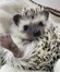ハリネズミ(パイド)