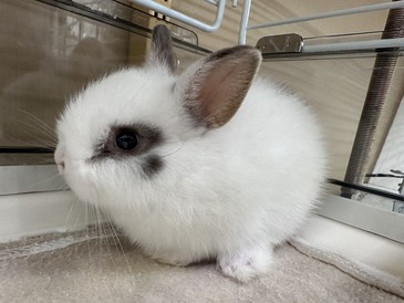 ネザーランドドワーフラビット(伊万里店)