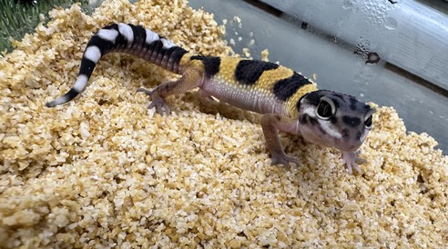 ヒョウモントカゲモドキ(ボールドジャングル)（ペットアミ伊万里店）