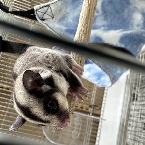 フクロモモンガ ノーマル(ペットアミ伊万里店)