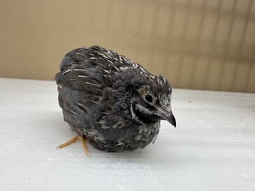 ヒメウズラ(ペットアミ伊万里店)