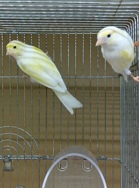 レモンカナリア(ペットアミ伊万里店)