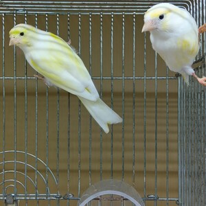 レモンカナリア（ペットアミ伊万里店）