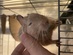 デグーマウス