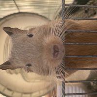 小動物
