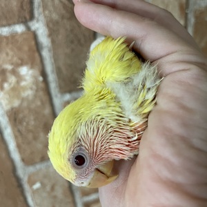 コザクラインコ(ルチノー)