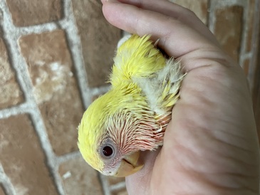 コザクラインコ(ルチノー)