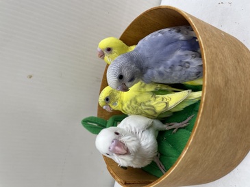 セキセイインコ