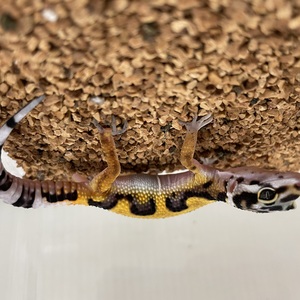 ヒョウモントカゲモドキ