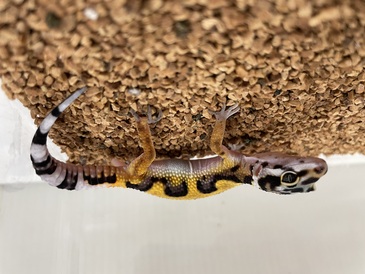 ヒョウモントカゲモドキ