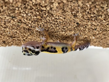 ヒョウモントカゲモドキ