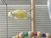 レモンカナリア(わんわんペットセンター)
