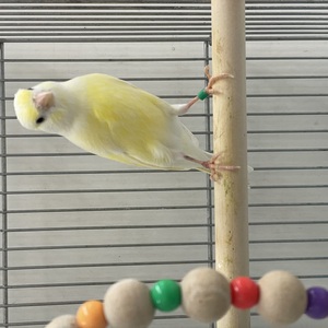 レモンカナリア(わんわんペットセンター)