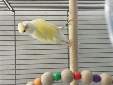 レモンカナリア(わんわんペットセンター)