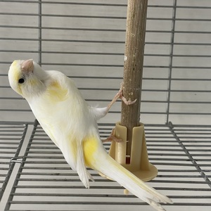 レモンカナリア(わんわんペットセンター)