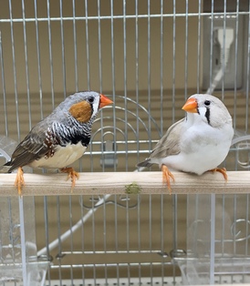 キンカチョウ ペア(ペットアミ伊万里店)