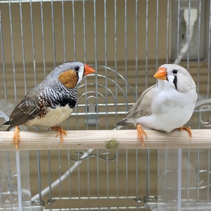 キンカチョウ　ペア（ペットアミ伊万里店）