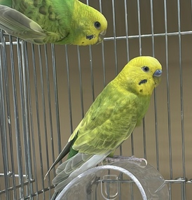 セキセイインコ(ペットアミ伊万里店)