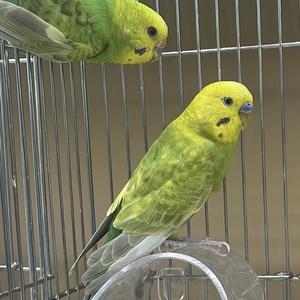 セキセイインコ（ペットアミ伊万里店）