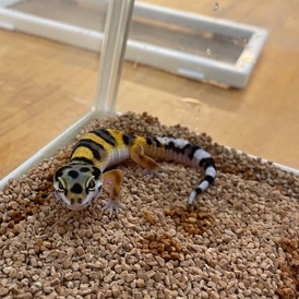 ヒョウモントカゲモドキ【ハイイエロー】（ペットアミ周船寺店）