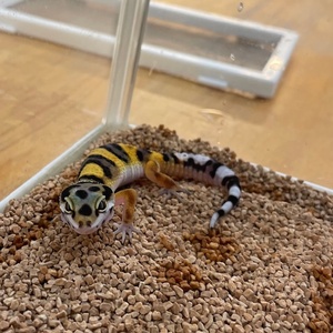 ヒョウモントカゲモドキ【ハイイエロー】（ペットアミ周船寺店）