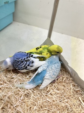 セキセイインコ【ヒナ】（ペットアミ周船寺店）