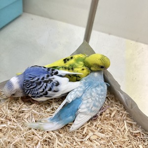 セキセイインコ【ヒナ】（ペットアミ周船寺店）