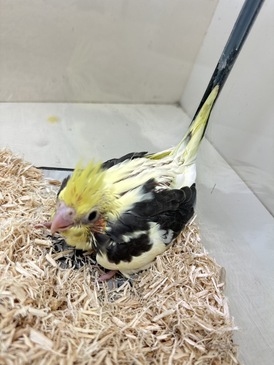 オカメインコ【ヒナ】（ペットアミ周船寺店）