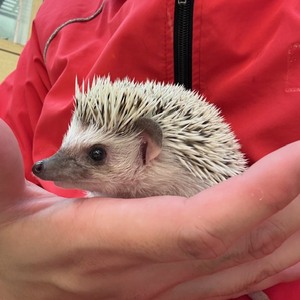ハリネズミ（ペットアミ周船寺店）