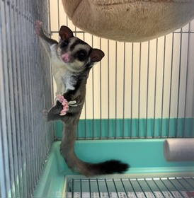 フクロモモンガ（ノーマル）（ペットアミ周船寺店）