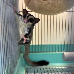 フクロモモンガ（ノーマル）（ペットアミ周船寺店）