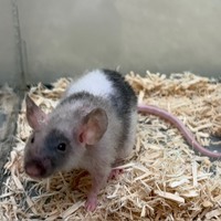 ペットアミ周船寺店