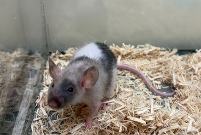 スキニーマウス(ペットアミ周船寺店)