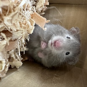 ロングヘアーゴールデンハムスター(ペットアミ伊万里店)