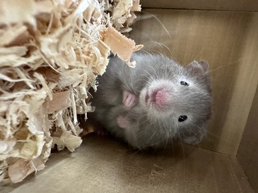 ロングヘアーゴールデンハムスター(ペットアミ伊万里店)