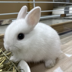 ネザーランドドワーフラビット(ペットアミ伊万里店)