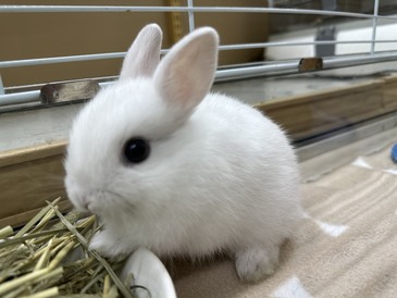 ネザーランドドワーフラビット(ペットアミ伊万里店)