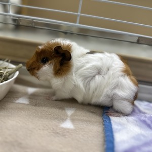 アビシニアン　モルモット(ペットアミ伊万里店)