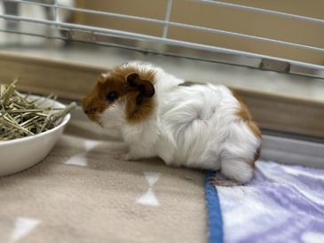 アビシニアン モルモット(ペットアミ伊万里店)