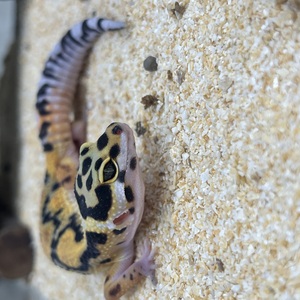 ヒョウモントカゲモドキ　ボールドジャングル(ペットアミ伊万里店)