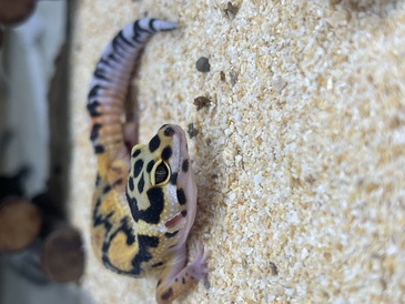 ヒョウモントカゲモドキ　ボールドジャングル(ペットアミ伊万里店)