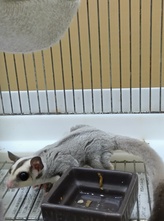 フクロモモンガプラチナ（ペットアミ佐世保店）