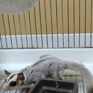 フクロモモンガプラチナ（ペットアミ佐世保店）