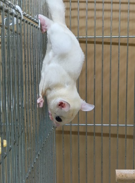 フクロモモンガリューシ（ペットアミ佐世保店）